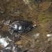 Petites tortues d'eau sur le chemin