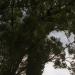 des arbres toujours impressionants