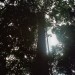 des arbres immenses