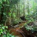 foret dense