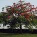FLAMBOYANT