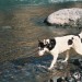 Who lets the dog out?