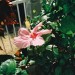 hibiscus by home