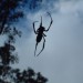 Araignée vue de dessous à contre jour