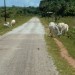 coucou les vaches