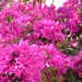 Bougainvilliers...